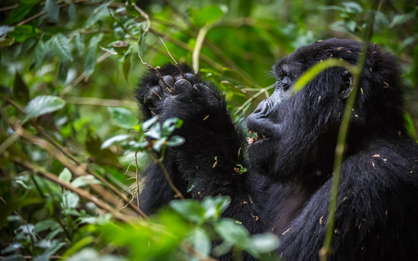 Last-Minute Gorilla Trekking Safaris 2028–2030? Book Urgent Gorilla Trips Today