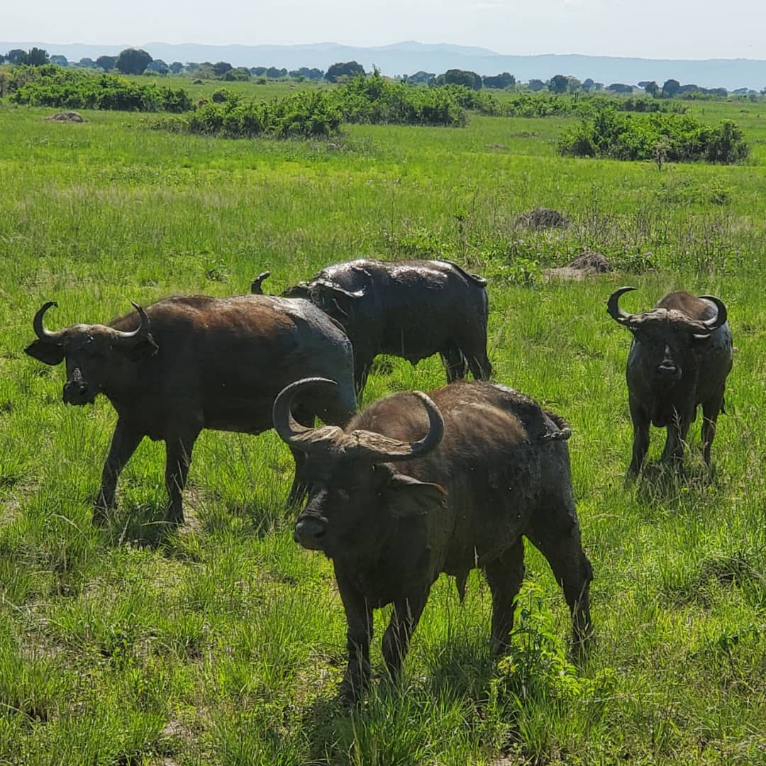 How Many Days Do You Need for a Uganda Safari?