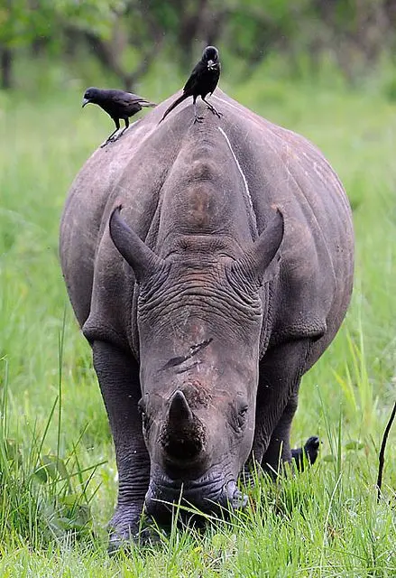 Ziwa Rhino Sanctuary