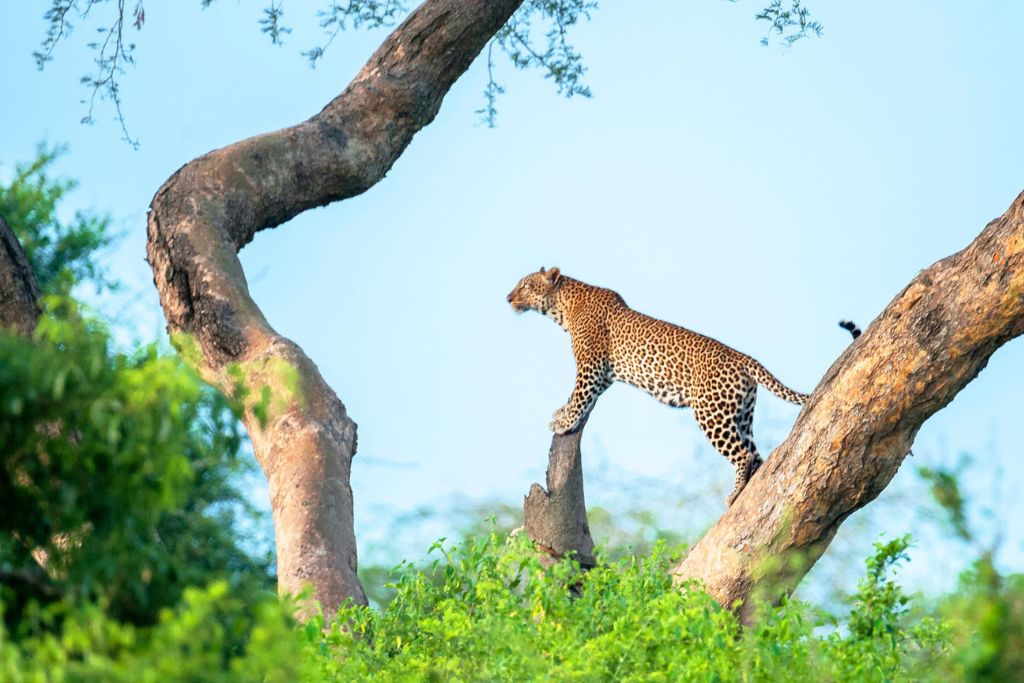 Uganda Rwanda Safari: Gorilla Trekking & Big Five Wildlife