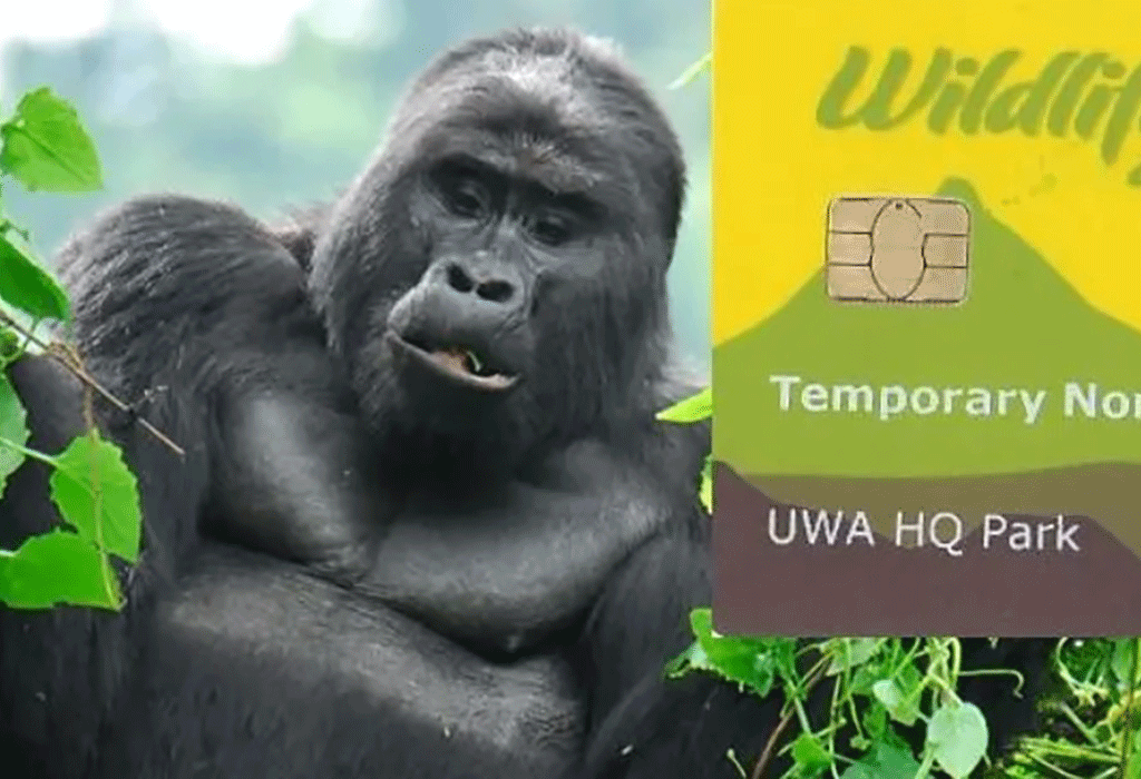 How to Book Gorilla Permits in Uganda and Rwanda (2026–2027 Complete Guide)