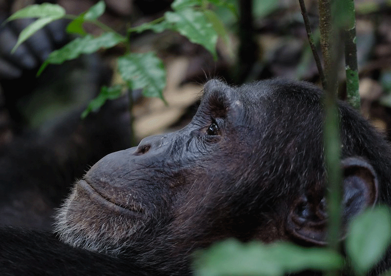 A Complete Guide to Chimpanzee Trekking in Uganda? (2026–2027)