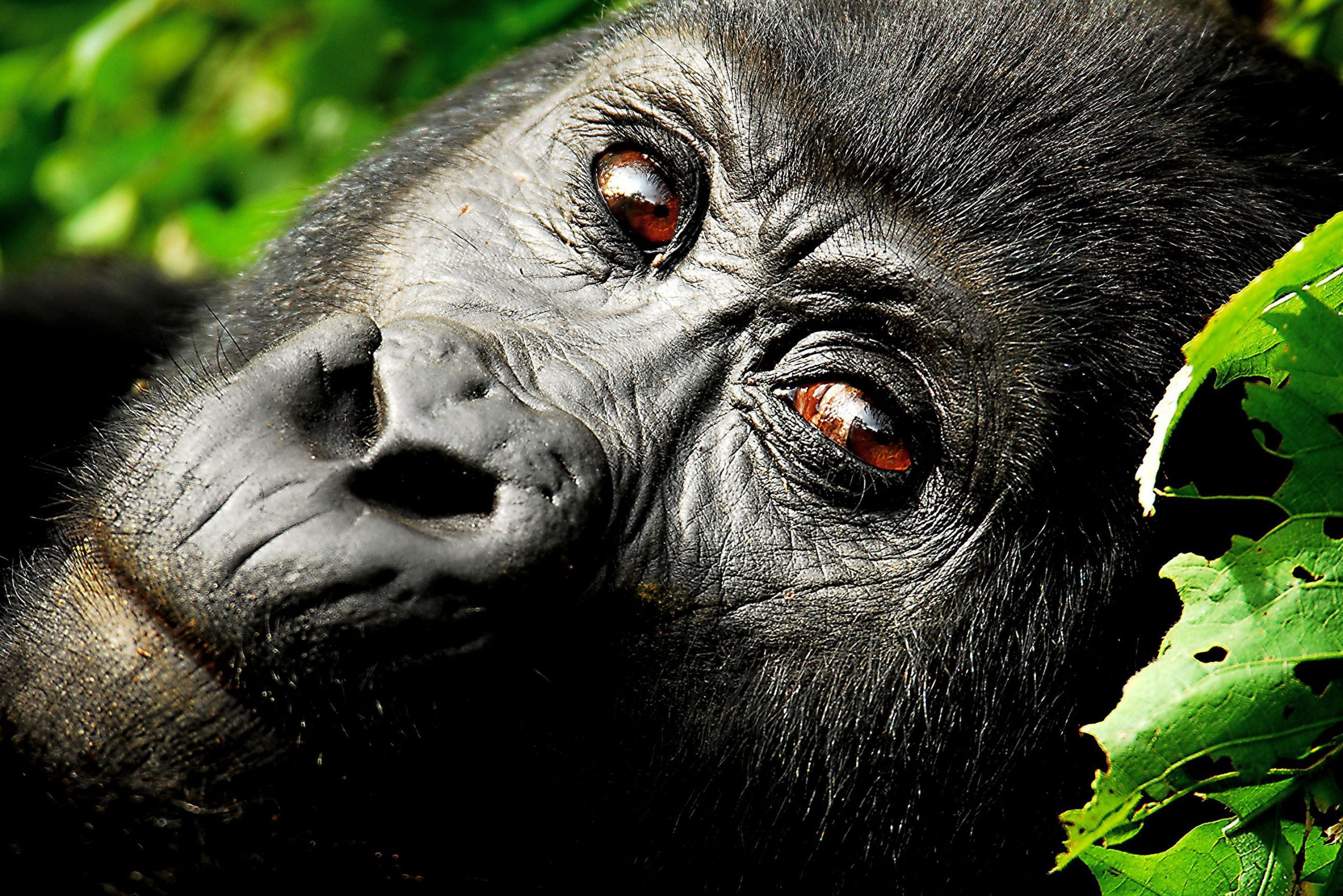 What Is Gorilla Trekking in Bwindi Impenetrable National Park Like in 2026–2027?