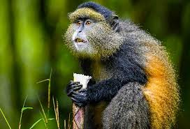 What Are Golden Monkeys in Mgahinga Gorilla National Park?
