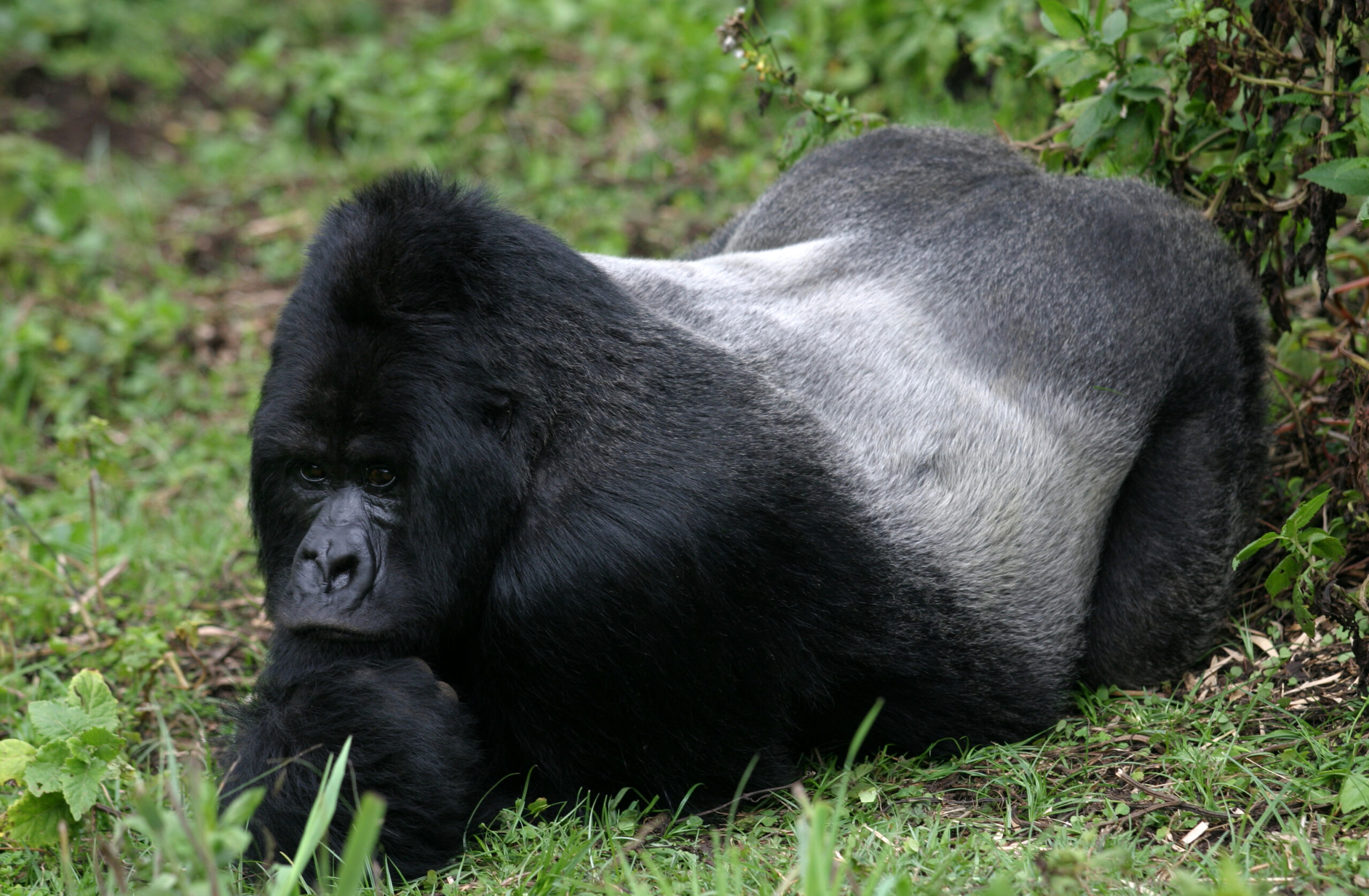 What is the best time for gorilla trekking 2026?