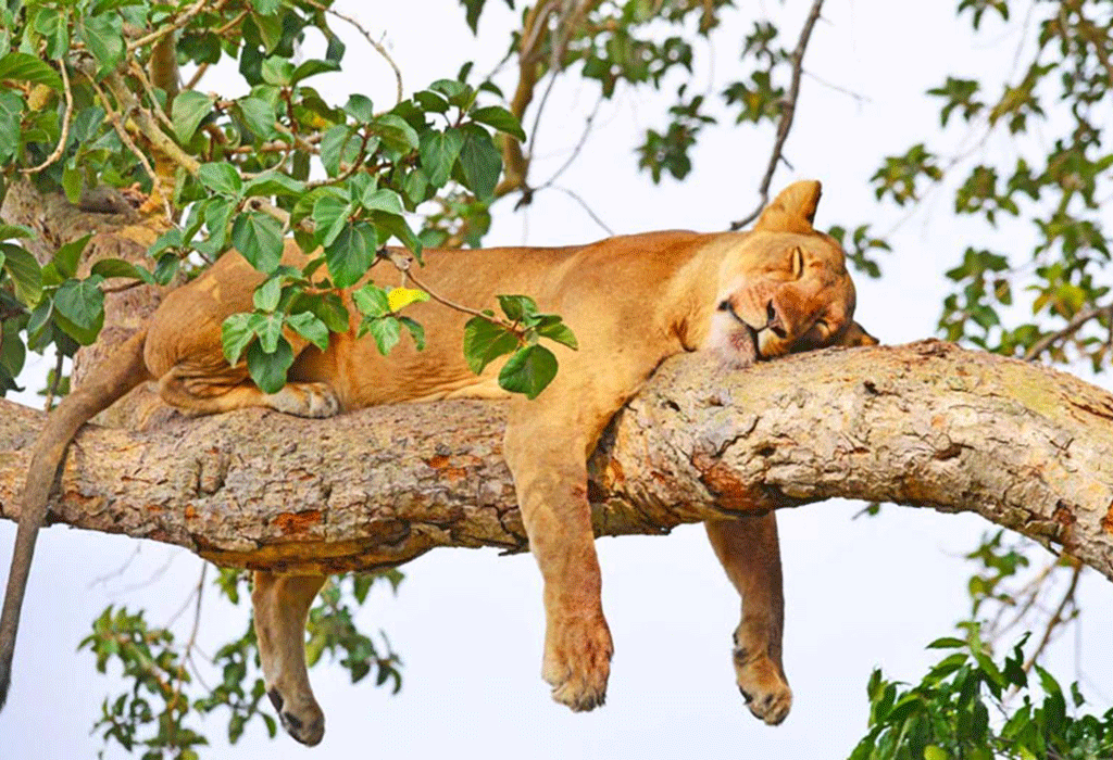 Why Are There Tree-Climbing Lions in Queen Elizabeth National Park in 2026?