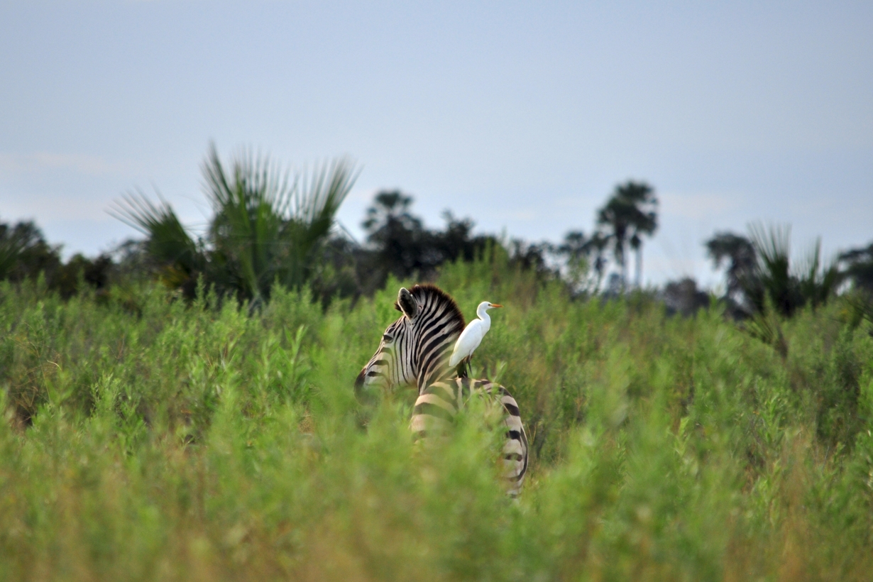 How to Explore Responsibly to Uganda and Rwanda in 2026–2027?