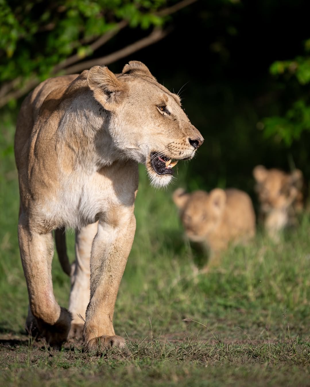 1-Day Nairobi National Park, David Sheldrick & Giraffe Centre Tour