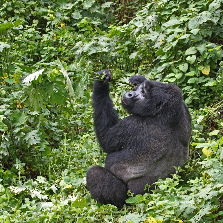 1 Day Gorilla Trekking in Rwanda | Volcanoes National Park Gorilla Tour