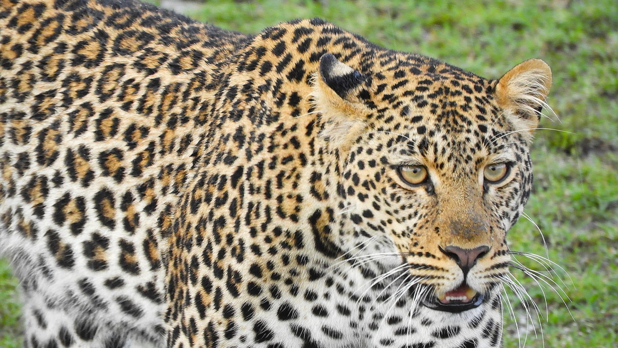 5 Days Kenya Wildlife Safari – Maasai Mara, Lake Nakuru & Amboseli