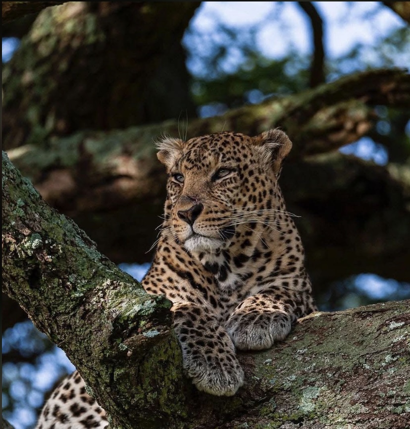 2-Day Maasai Mara Safari from Nairobi