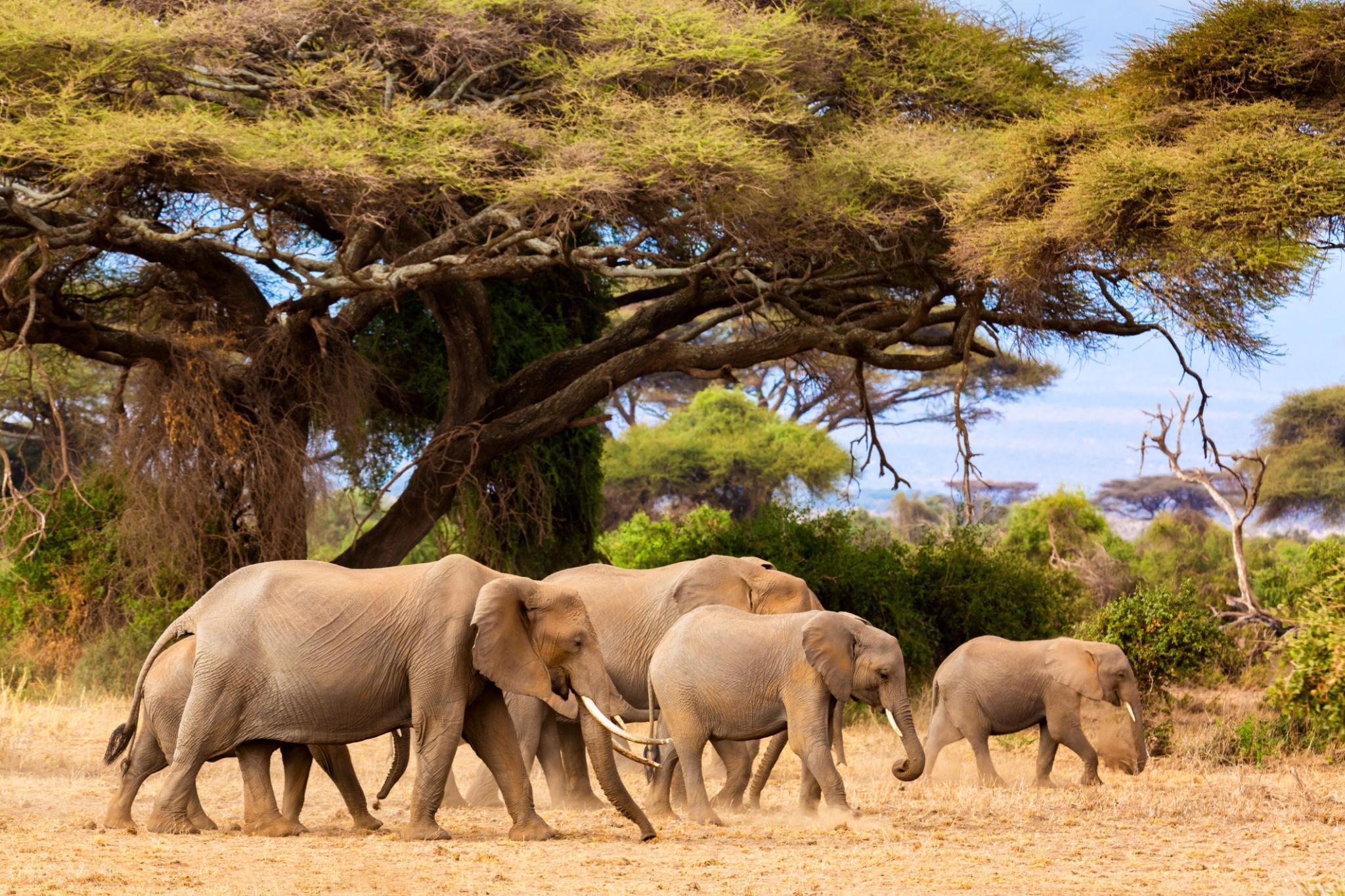 7 Days Kenya Wildlife Safari and Beach Holiday | Safari & Coastal Escape