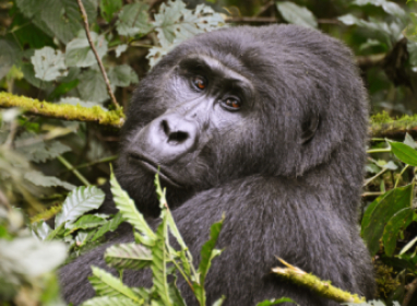 3-Day Fly-In Gorilla Trekking Tour Uganda